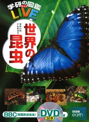 世界の昆虫 世界の昆虫