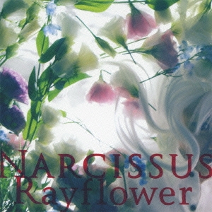 NARCISSUS