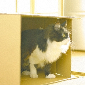 ダンボールに囲まれて＜通常盤＞