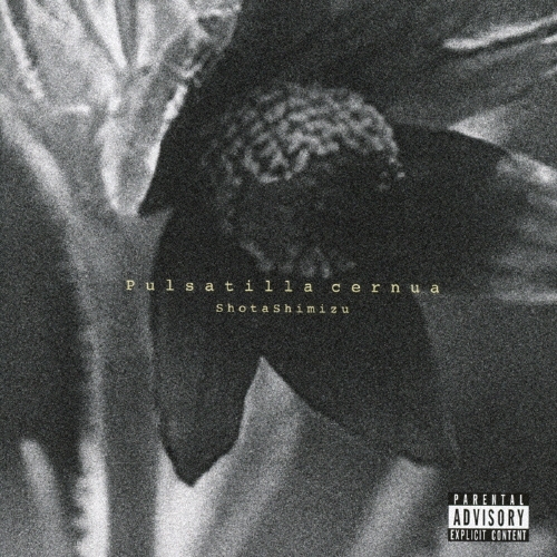 Pulsatilla cernua＜通常盤＞