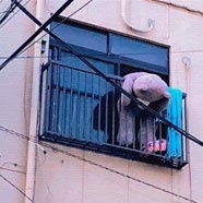 Little Koalas Little Koalas