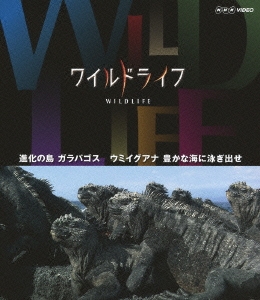 ワイルドライフ 進化の島 ガラパゴス ウミイグアナ 豊かな海に泳ぎ出せ