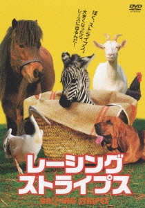 レーシング・ストライプス