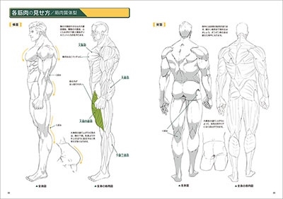 筋肉 安い 描き 方 本