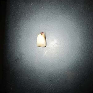 TOWER RECORDS ONLINE㤨Soft Tissues/Soft Tissuesס[OPAL147]פβǤʤ1,890ߤˤʤޤ