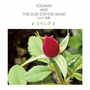 KODAMA AND THE DUB STATION BAND/COVERʽ Ȥ⤷Ӣ[KURASHI-007]