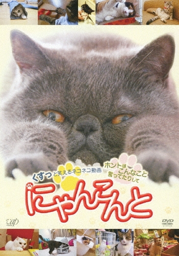 にゃんこんと くすっと笑えるネコネコ動画 ～ホントはこんなこと言ってたりして～[VPBF-13551]