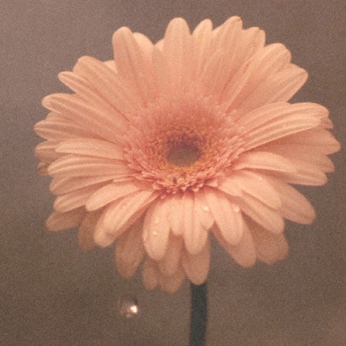 花は咲く＜通常盤＞