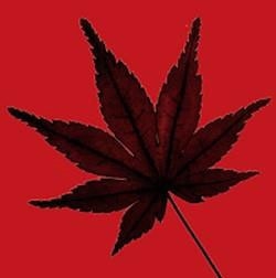 シン・紅葉狩 シン・紅葉狩