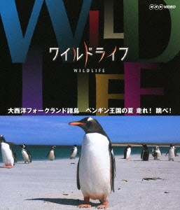 ワイルドライフ 大西洋フォークランド諸島 ペンギン王国の夏 走れ!跳べ!