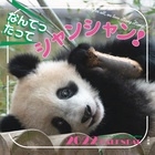 なんてったってシャンシャン!2022カレンダー