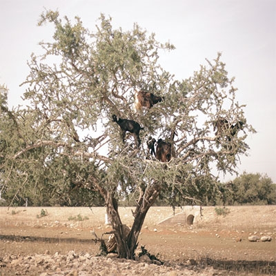 Small Town Talk ［LP+トートバッグ］＜RECORD STORE DAY限定＞