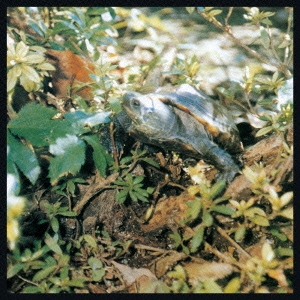 亀盤＜完全限定生産盤＞