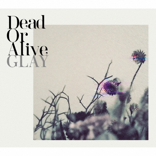 TOWER RECORDS ONLINE㤨GLAY/Dead Or Alive[PCCN-90012]פβǤʤ2,200ߤˤʤޤ