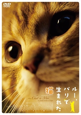 ルー、パリで生まれた猫 ルー、パリで生まれた猫