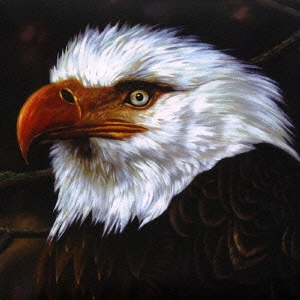 ザ・ホーク・イズ・ハウリング ［Blu-spec CD+DVD］＜完全生産限定盤＞