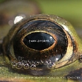 Ziporyn: Frog's Eye / Rose, Boston Modern Orchestra Project