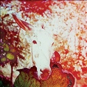 If He Dies, If If If If If If 