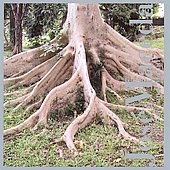 Jose Maseda / Drone And Melody Jose Maseda / Drone And Melody