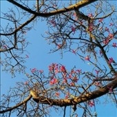 TOWER RECORDS ONLINE㤨Refrigerator/Temple City[SHR176]פβǤʤ3,090ߤˤʤޤ