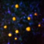 Daemmerlicht ［LP+CD］