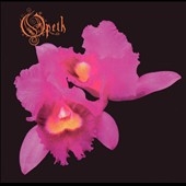 Orchid Orchid