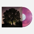 Celestun＜Magenta Vinyl＞