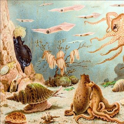 TOWER RECORDS ONLINE㤨Chypho/Episodes in Oceanographyס[JHBU31]פβǤʤ7,590ߤˤʤޤ