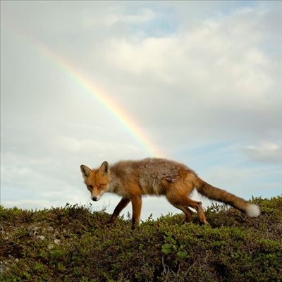 Buck Meek＜Orange Vinyl＞