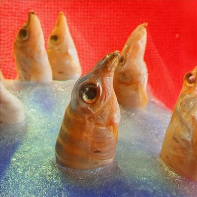 TOWER RECORDS ONLINE㤨Harvey Rushmore & The Octopus/Freedomspacecake[TGR031]פβǤʤ3,790ߤˤʤޤ