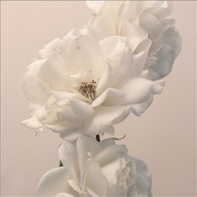 Imminence/Turn The Light On Acoustic Reimagination V2[1051414AEP]