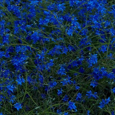 Gift Songs Gift Songs