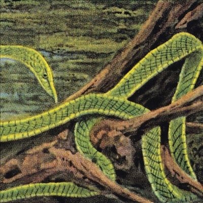 Rainforest Spiritual Enslavement/Green GravesColored Vinyl[HOS803]