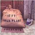 10ft Ganja Plant Presents