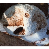 C-シュルツ・アンド・ハーシュ C-シュルツ・アンド・ハーシュ