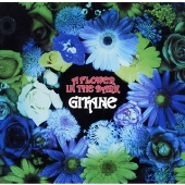 A FLOWER IN THE DARK