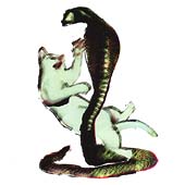 The Cat And The Cobra The Cat And The Cobra